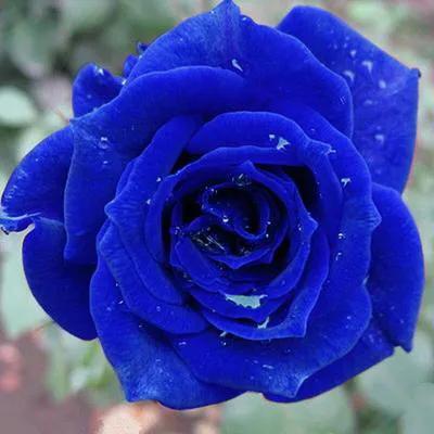 蓝色妖姬代表什么,蓝色妖姬于荣光版