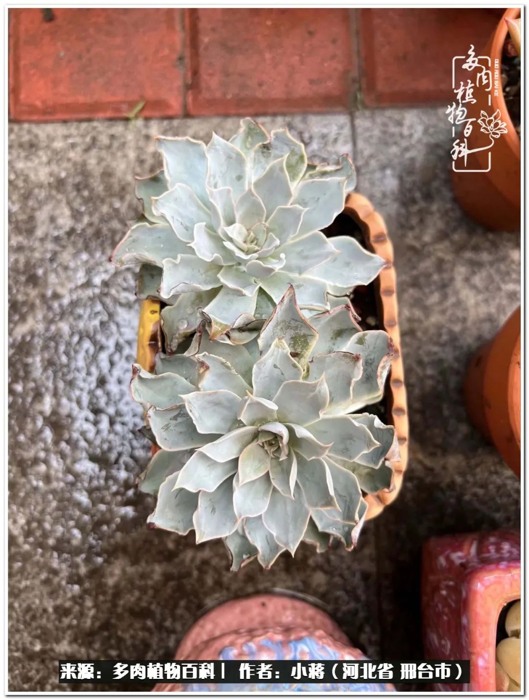 我与多肉植物之间的故事,我和多肉十二卷的故事100字