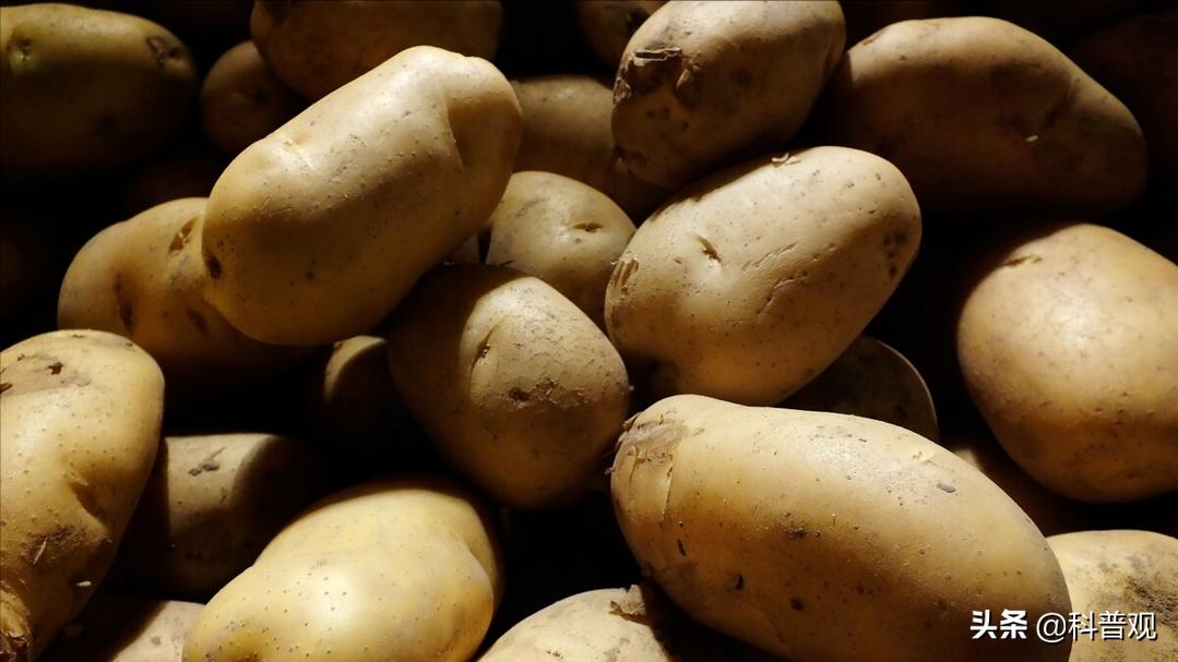 12种发芽的食物不能吃,六种发芽的食物能不能吃涨知识