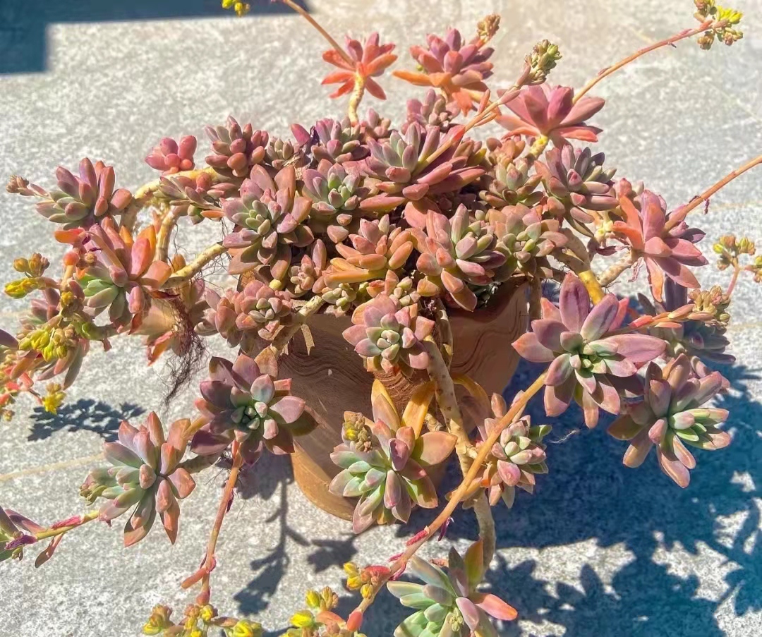 便宜又好养的5种多肉,皮实好养容易出状态的多肉有哪些