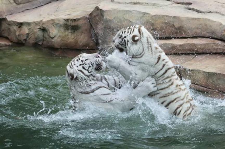 番禺长隆野生动物酒店住宿攻略,长隆野生动物世界金蛇秘境视频