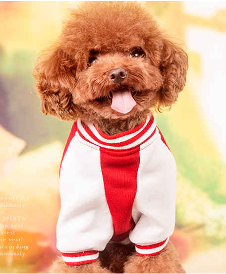 泰迪总是出现干呕,泰迪老是吐还有点咳是什么原因