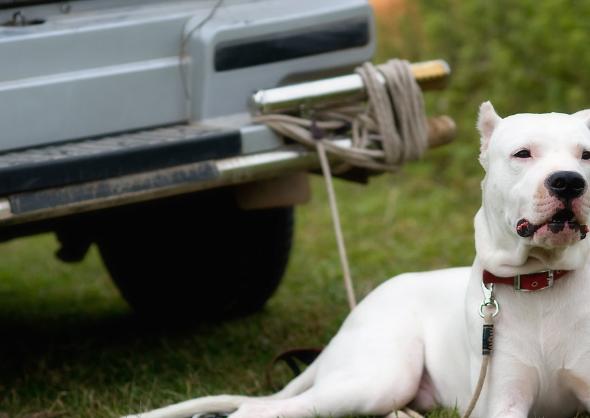 杜高猎犬之王,杜高主人宠物店