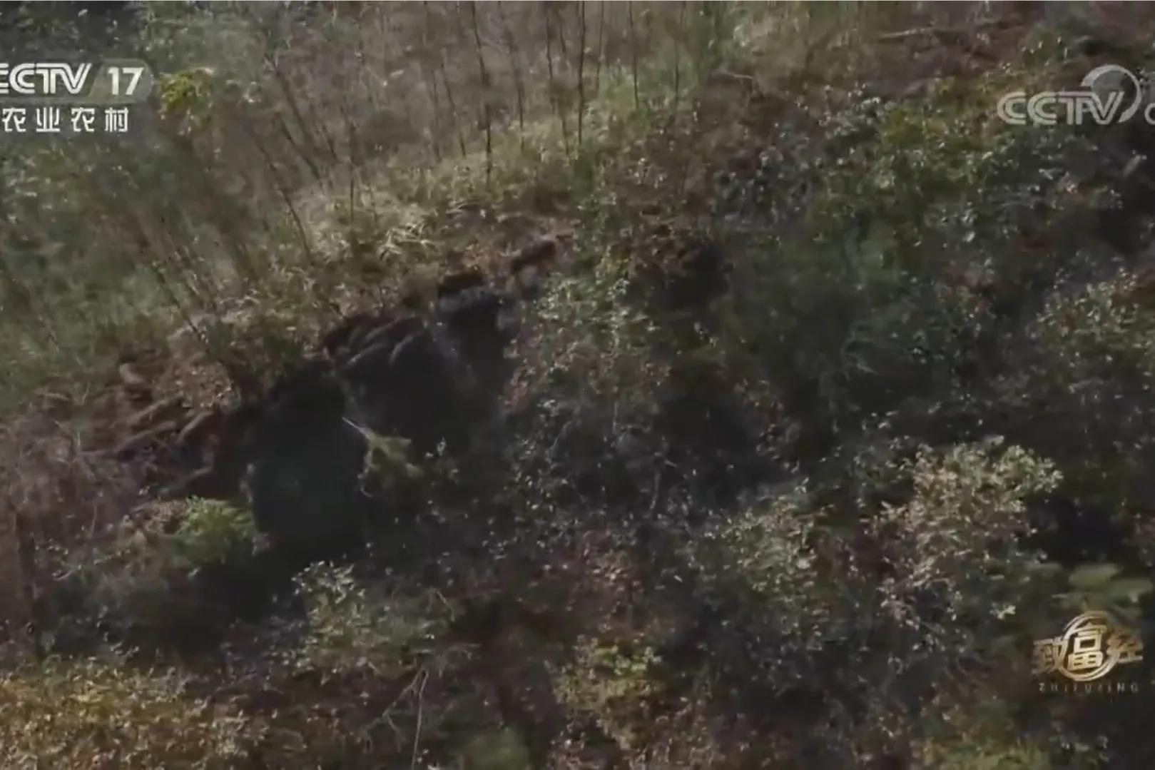愚公移苍山荒山化作聚宝盆,荒山摇身一变成村民聚宝盆