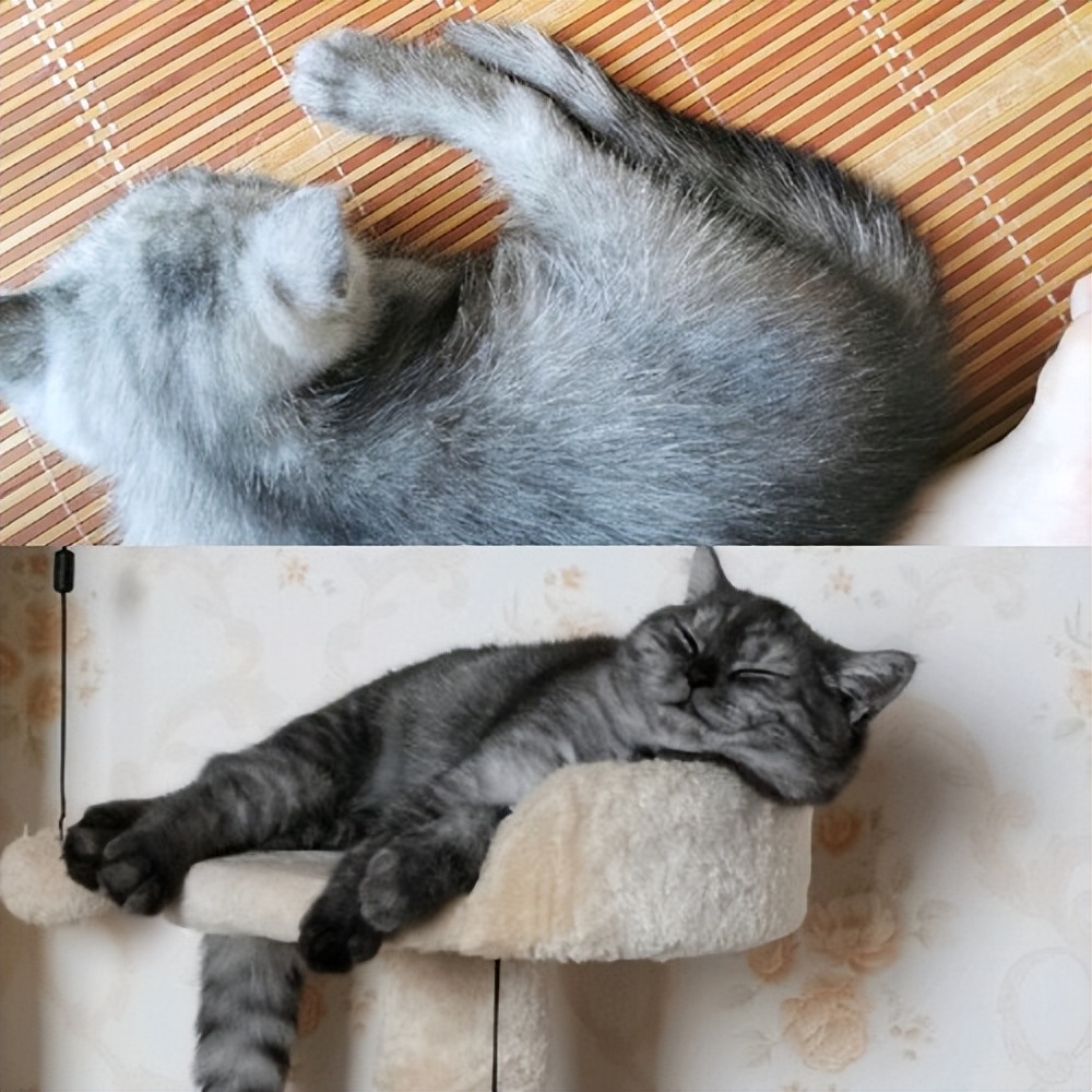 猫瘦怎么治,猫皮包骨