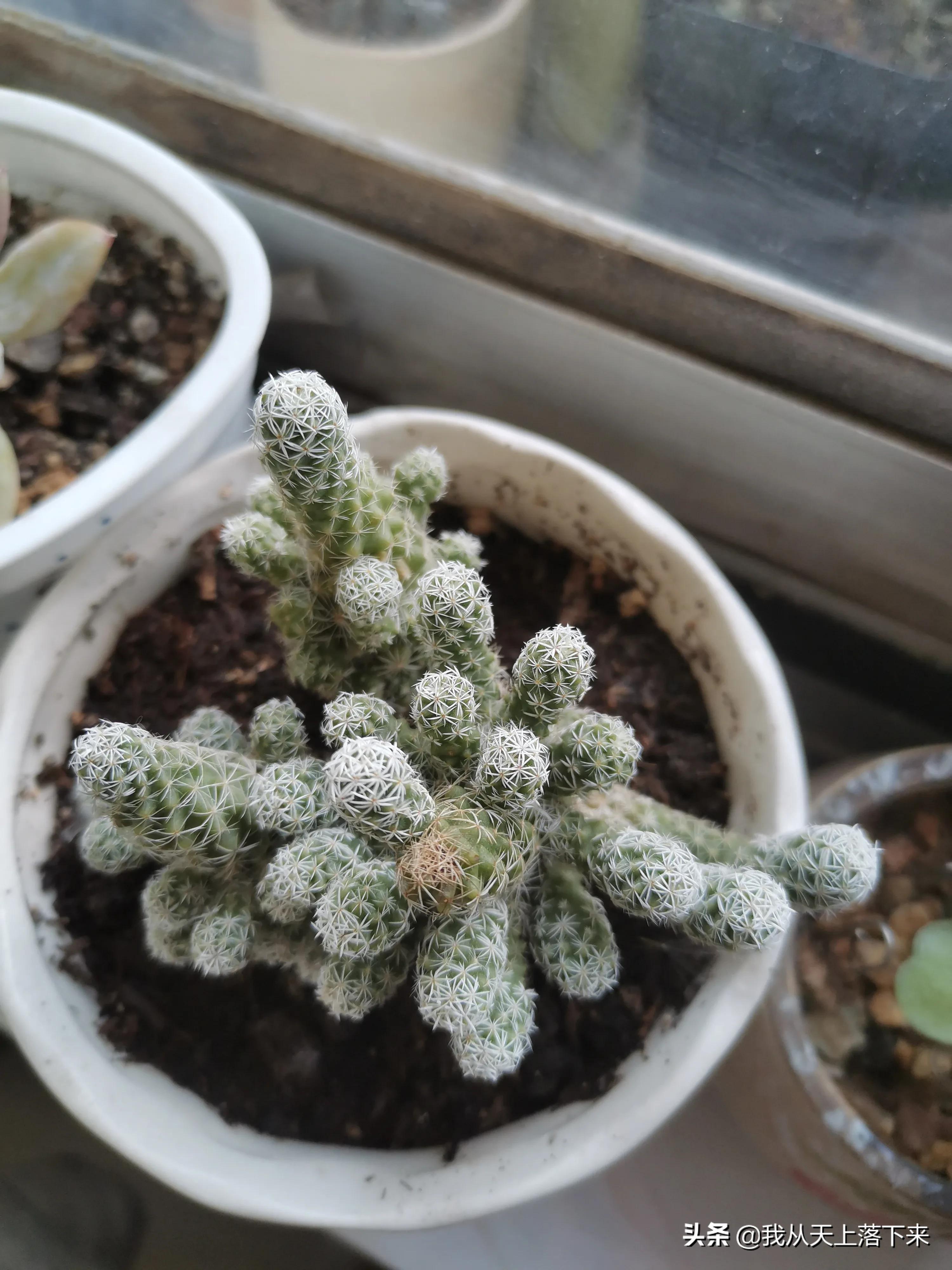 多肉品种及图片大全欣赏,多肉品种辨别图片大全欣赏