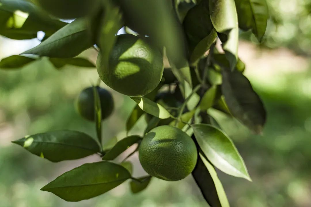 忠县农产品特色,重庆忠县农副土特产品