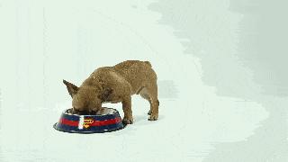 狗狗少了一圈的毛,狗狗少了一个脚趾