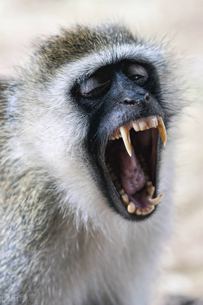 猴子放火,猴子为何不能当宠物