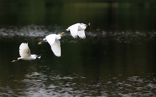 唐朝杜甫绝句,唐代诗人杜甫的经典名句
