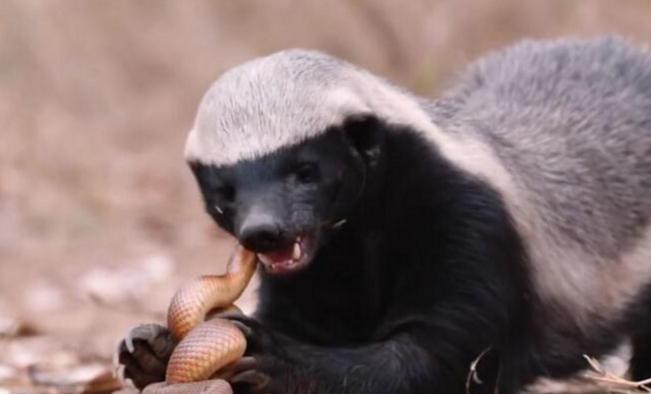 草原小霸王蜜獾,蜜獾那么凶猛真实的战斗力咋样