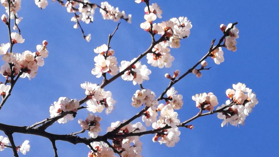 唯美春天的古诗词大全,描述春天的万种风情古诗十首