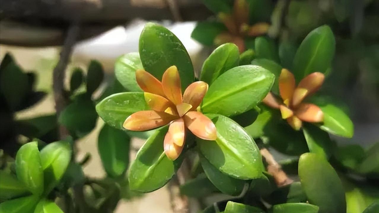 十八罗汉稀有价值,寿命最长的罗汉鱼