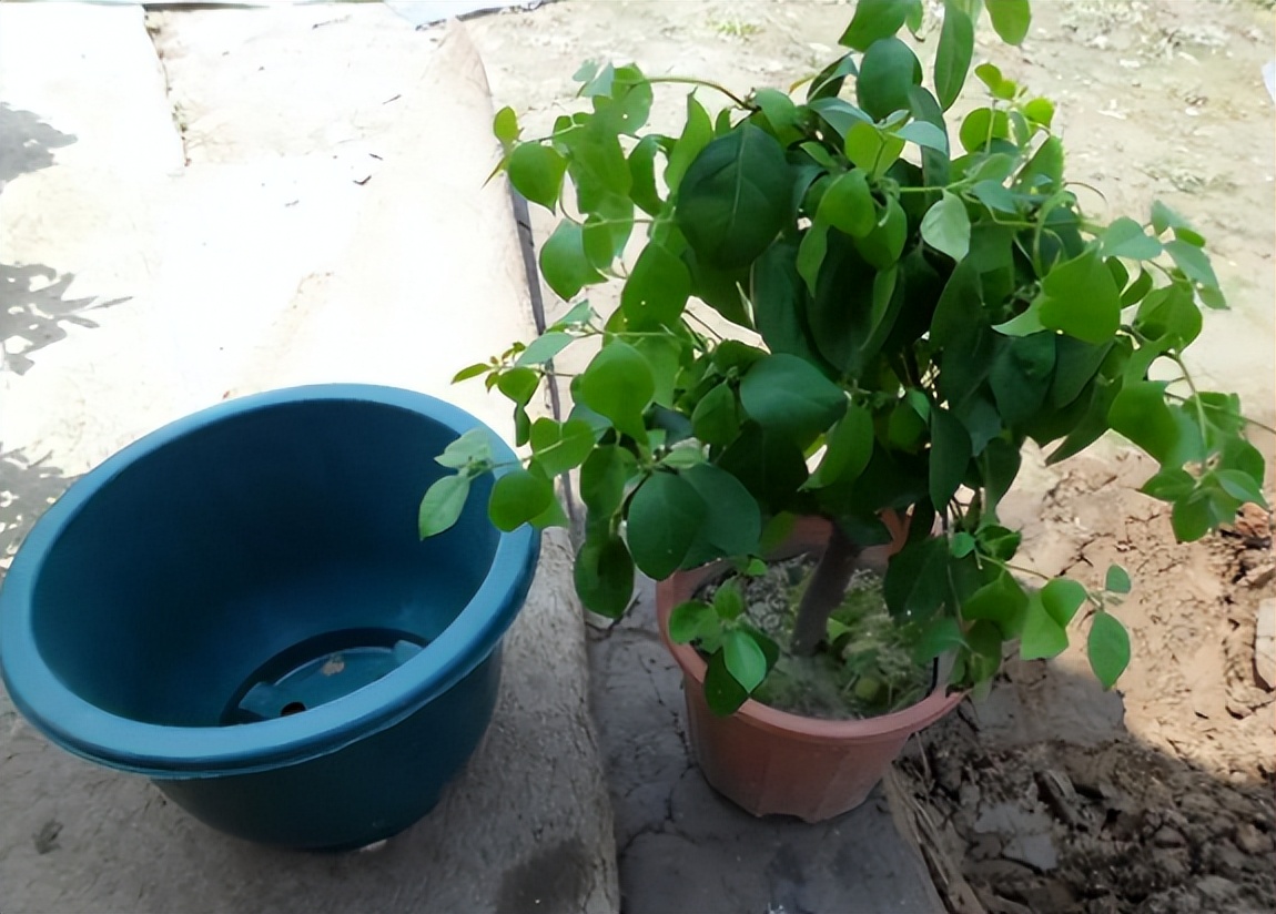 给花草换盆打理花草,给花卉换盆的四点注意事项是什么