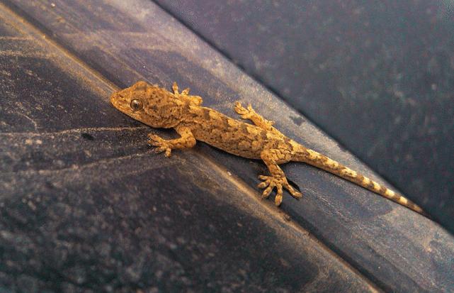 人畜无害的壁虎为何位居五毒之一,壁虎有人性吗