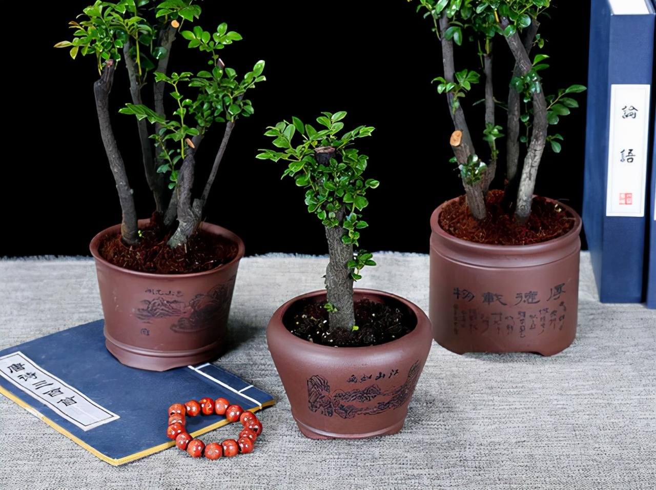 小叶紫檀盆景放客厅好吗,黄杨与小叶紫檀哪个值得客厅里养