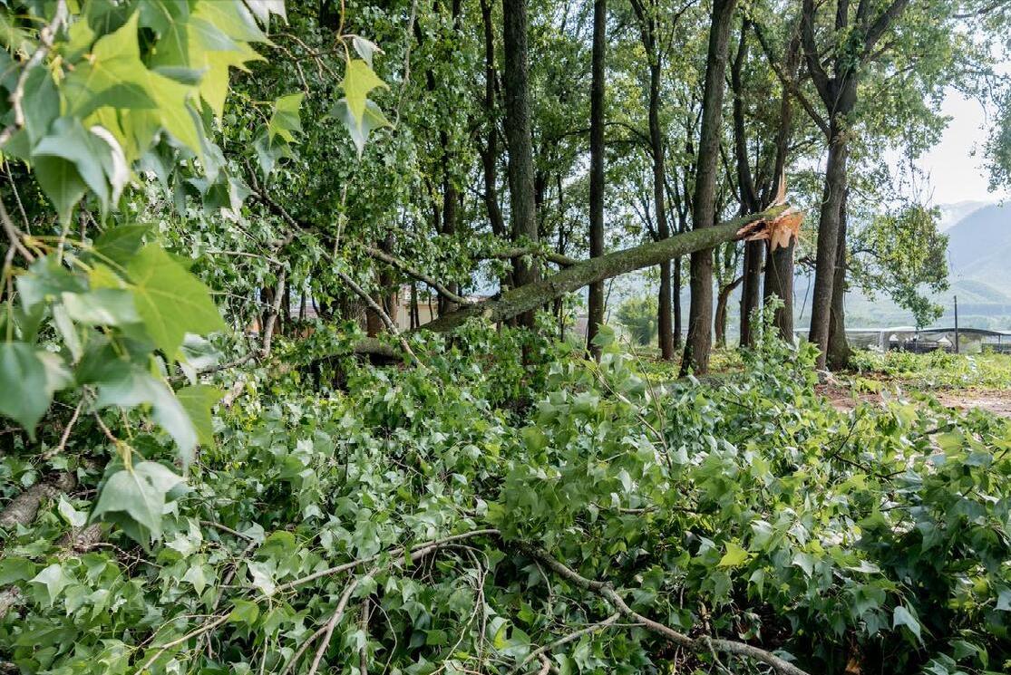 老话说“年景好不好，四月看八九”啥意思？八九指哪天？答案来了