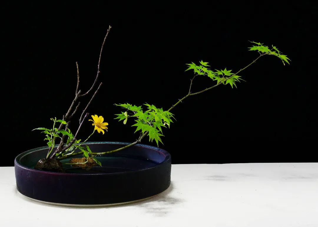 「今晚直播」东方自然风倪志翔：木本枝条在插花中的应用