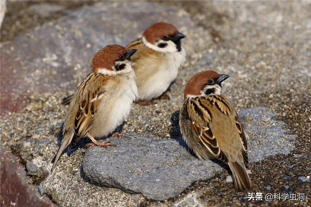 中国本土麻雀是啥样的,外国麻雀来源于哪