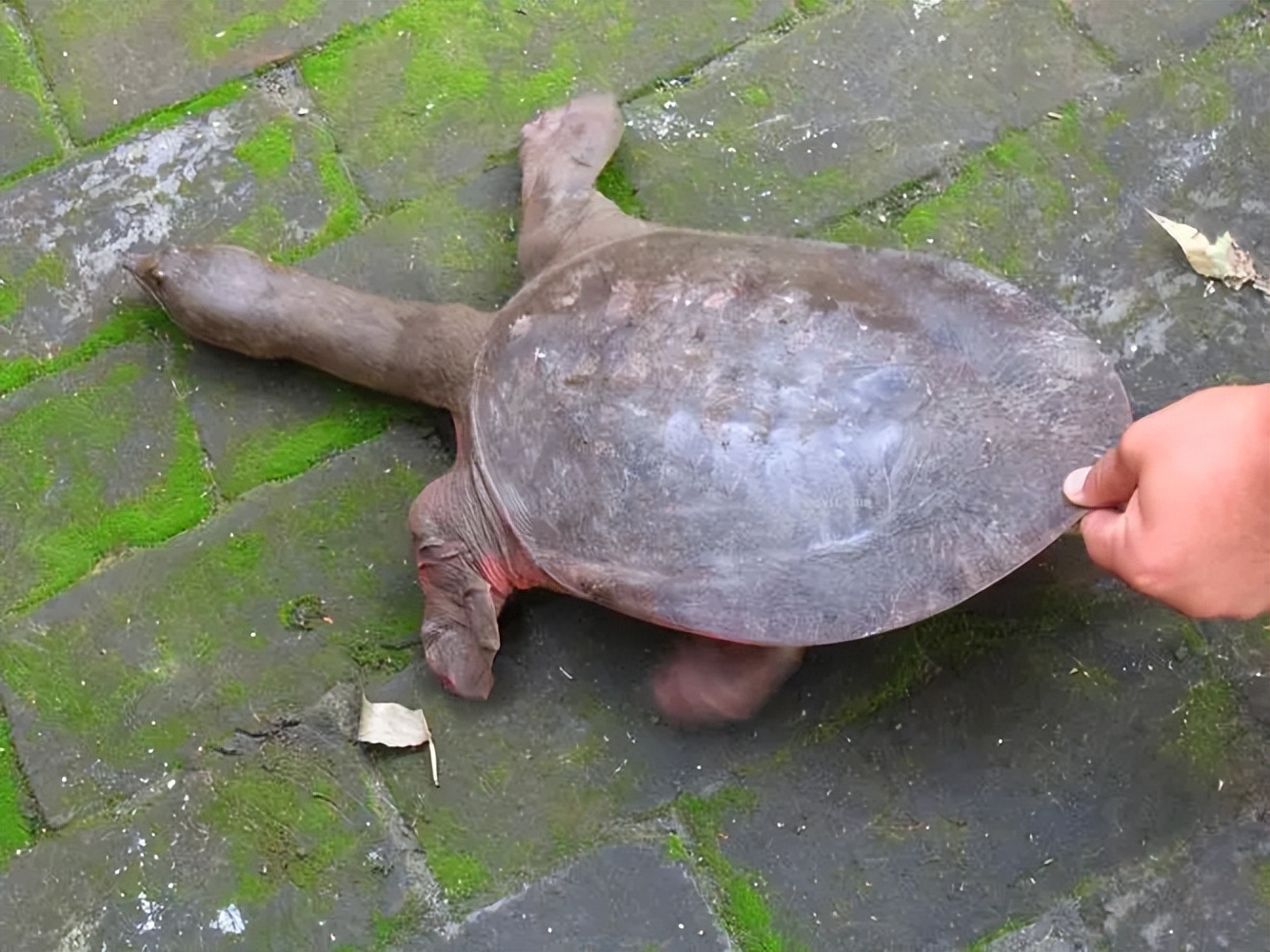 蚊子叮了甲鱼会死是真的吗,蚊子叮过甲鱼有毒吗