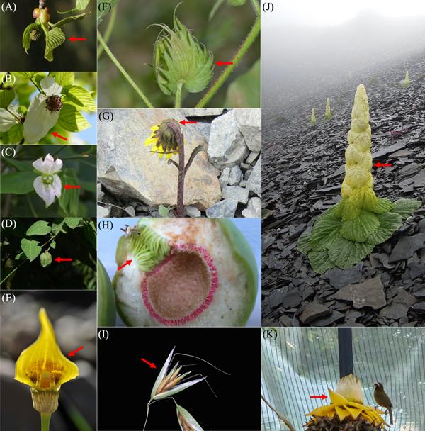 植物为何发育丰富多彩的苞片？中科院昆明植物研究所科学家解密