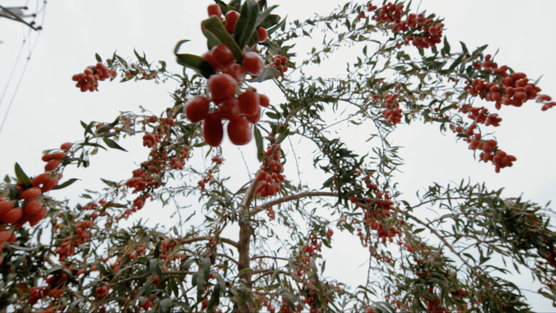 青藏高原诺木洪枸杞,青海诺木洪枸杞什么时候采摘结束
