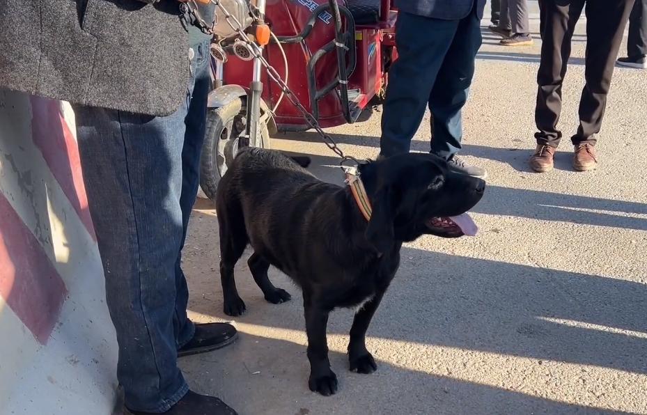 拉布拉多被硬塞进笼子,拉布拉多被关笼子6年