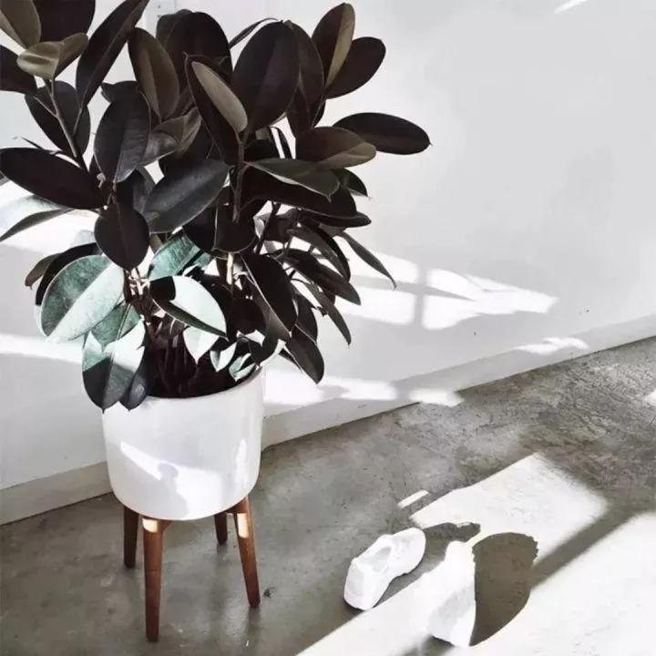 客厅实用盆栽植物有哪些,客厅一般放什么植物盆栽比较好