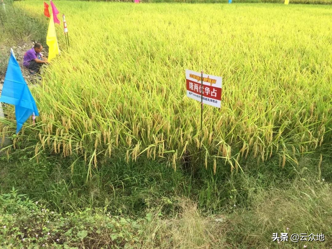 荃两优华占稻种简介,丰两优华占稻种多少钱