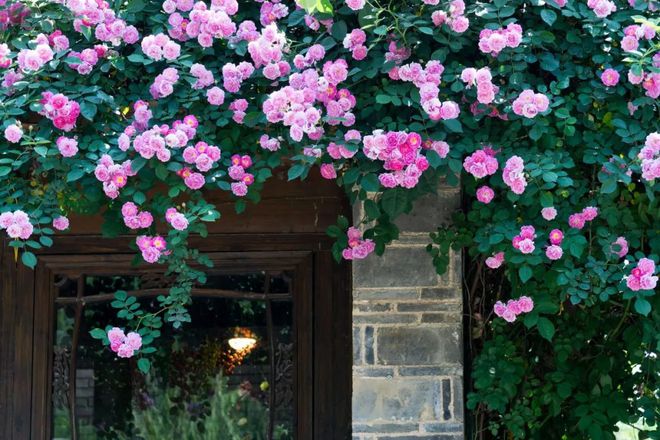 关于蔷薇花的唯美诗句有哪些,蔷薇花唯美的诗句