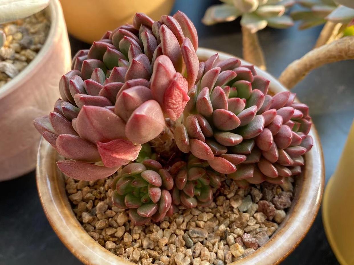 多肉红宝石徒长了会是什么样,枝干番杏红宝石徒长了怎么办