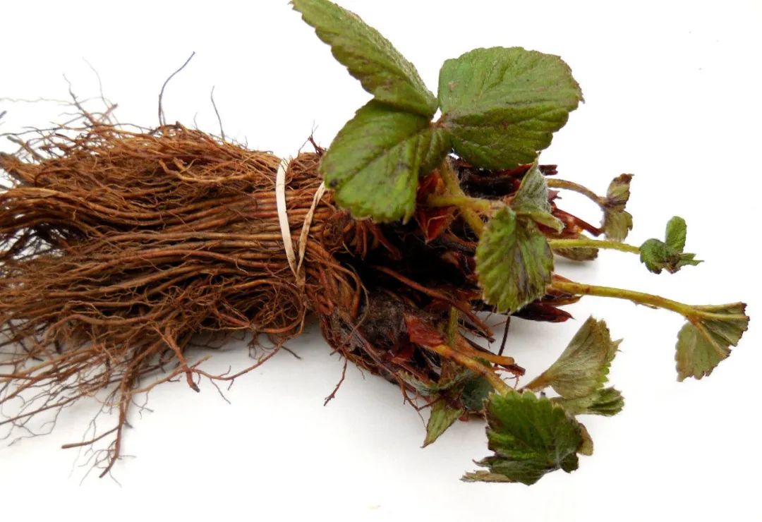 买花避开哪里,买花避坑指南