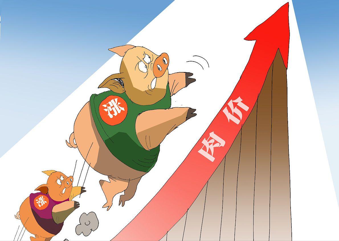 最新猪价预测未来十五天猪价,猪价跌个不停未来猪价走势如何