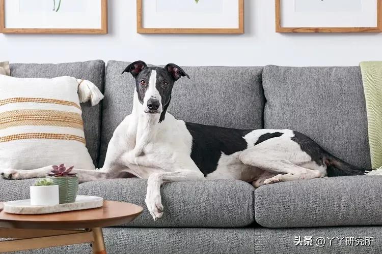 老年人最佳犬种,适合农村老人养的犬种