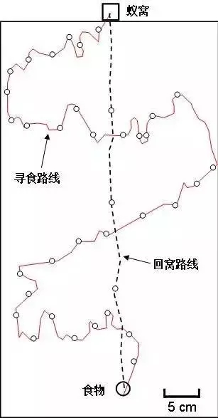 蚂蚁是如何找到回巢的路的,蚂蚁为何能寻找最优路线