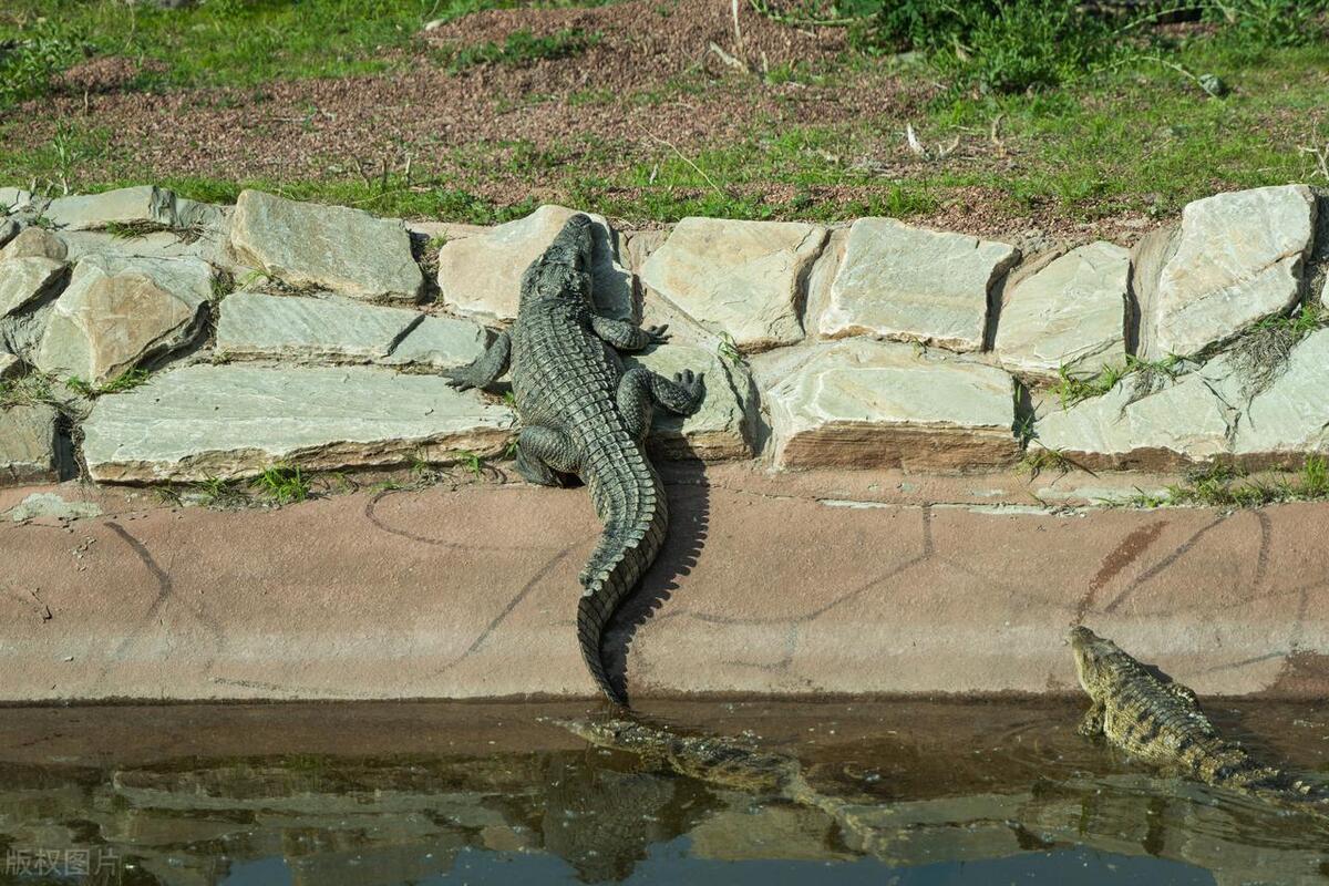陆地上最大的爬行动物是什么,最大的爬行两栖动物