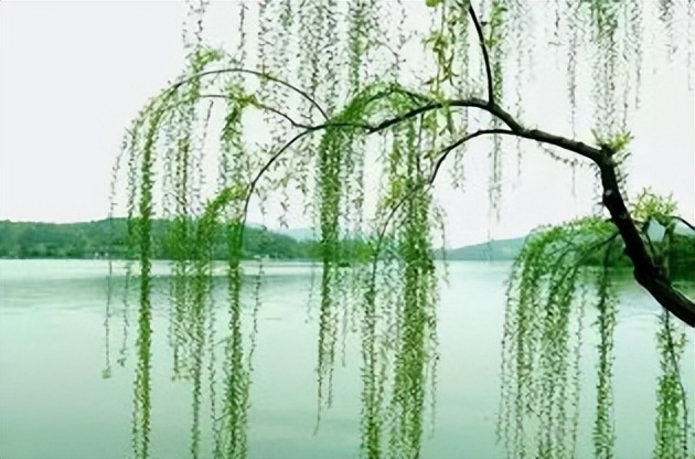 吹面不寒杨柳风全诗解析,吹面不寒杨柳风引用诗句作用