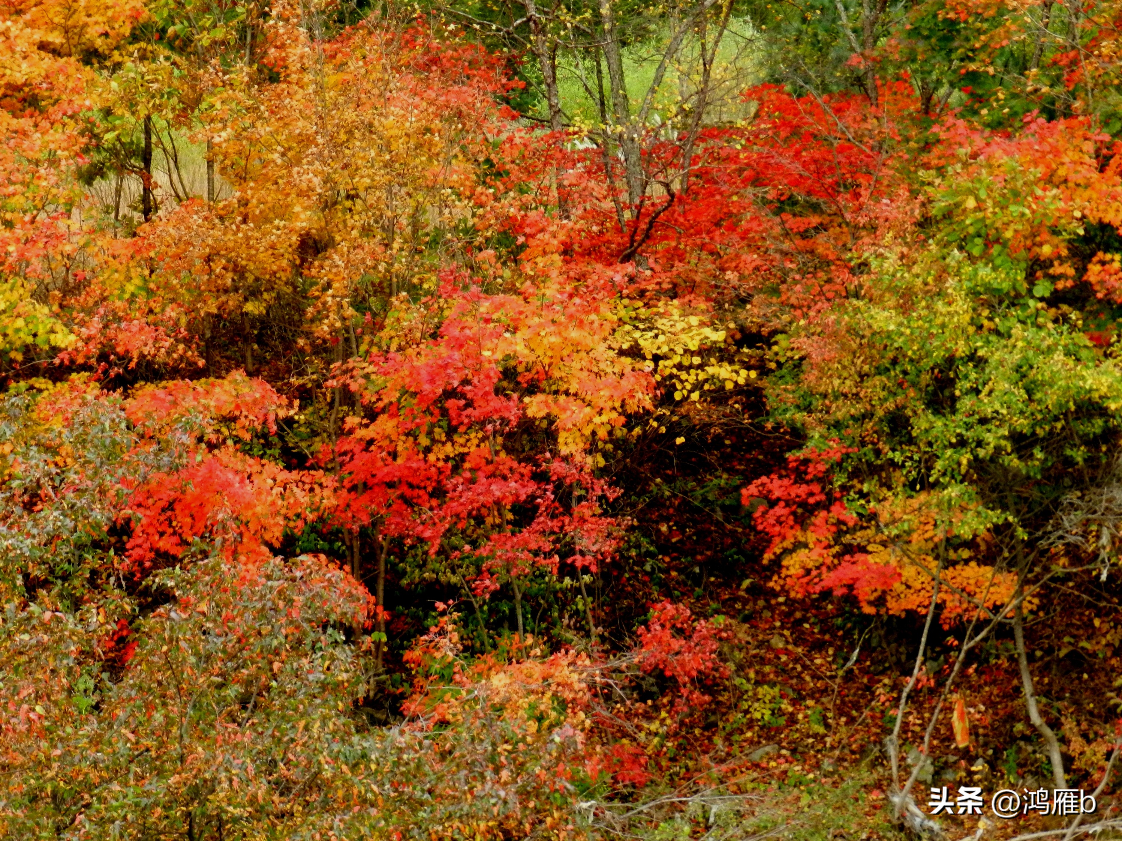 本溪温泉汤沟门票价格,本溪花溪沐枫雪温泉小镇