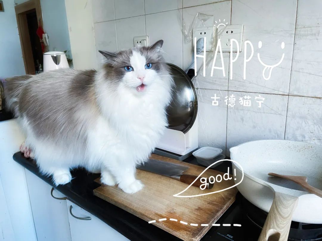 汤圆布偶猫,最好看的布偶猫汤圆