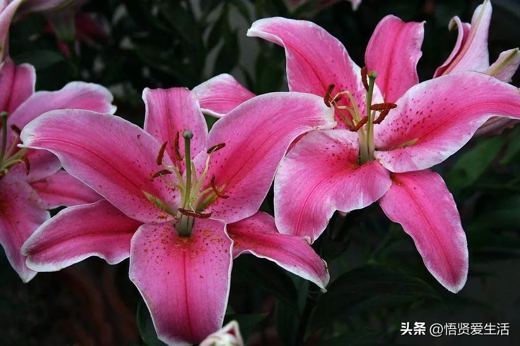 花香满屋植物,花香四溢的绿植