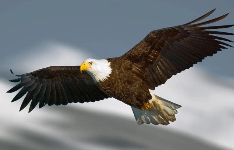 被誉为天空霸主的老鹰，拿毒蛇当饭后甜点，非洲平头哥都直呼内行