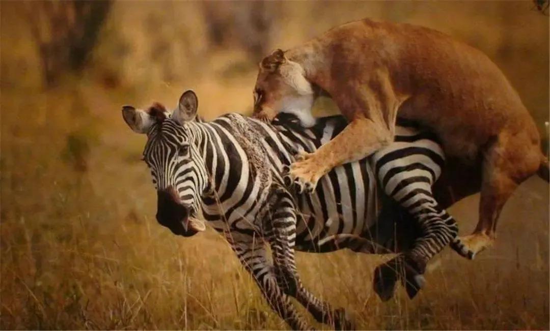 斑马的条纹果然不是白长的,斑马为什么身上长黑白条纹