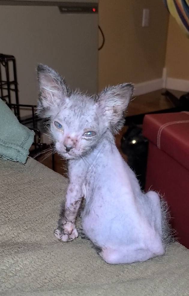 狼人猫长啥样,狼人猫长什么样子