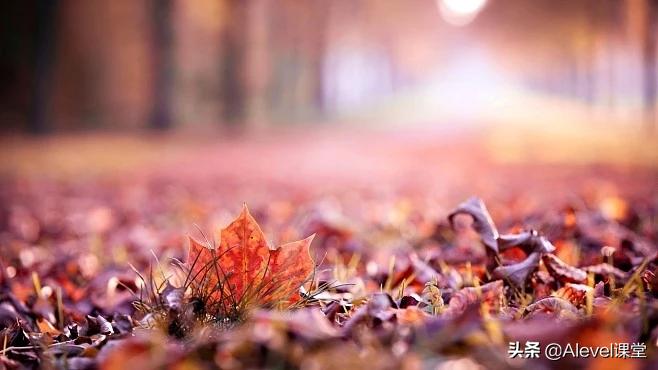 Alevel/AP经济A*学习笔记：什么是汇率，什么是实际汇率