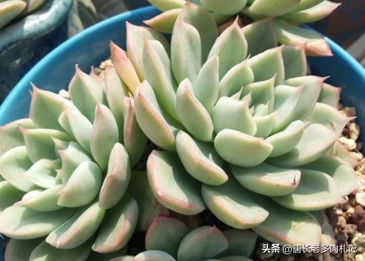 多肉月亮仙子突然烂了是怎么回事,多肉月亮仙子和静夜的区别