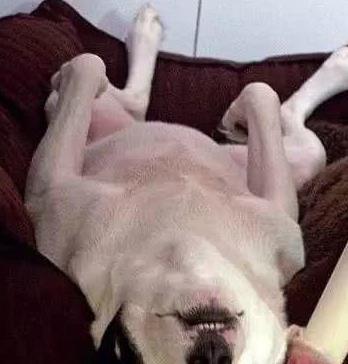 狗狗晚上老是叫怎么训练,狗狗黑眼圈是什么原因