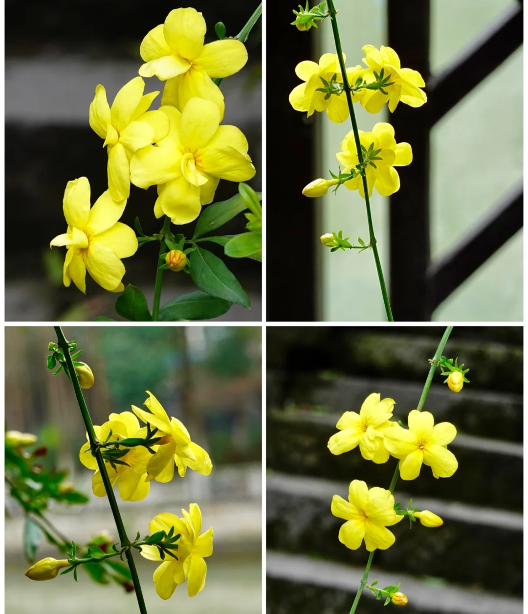 清明期间开的野花有哪些,清明节野花