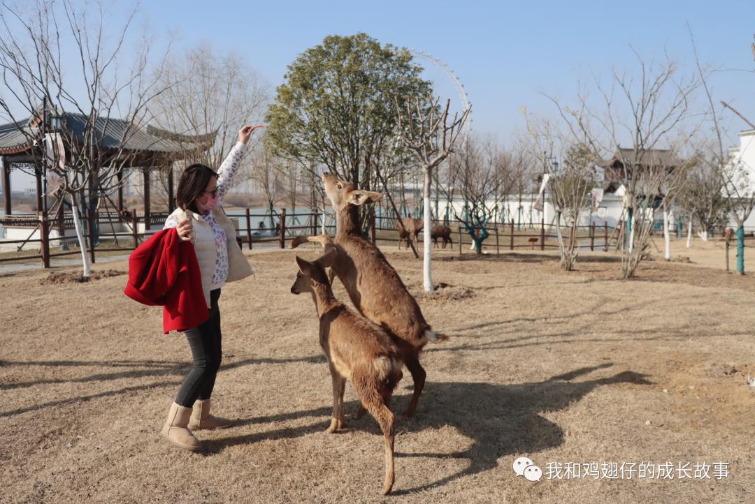 爱美丽推荐打卡第76|合肥必打卡|草坪+湖泊+游乐园+萌宠市集+花海