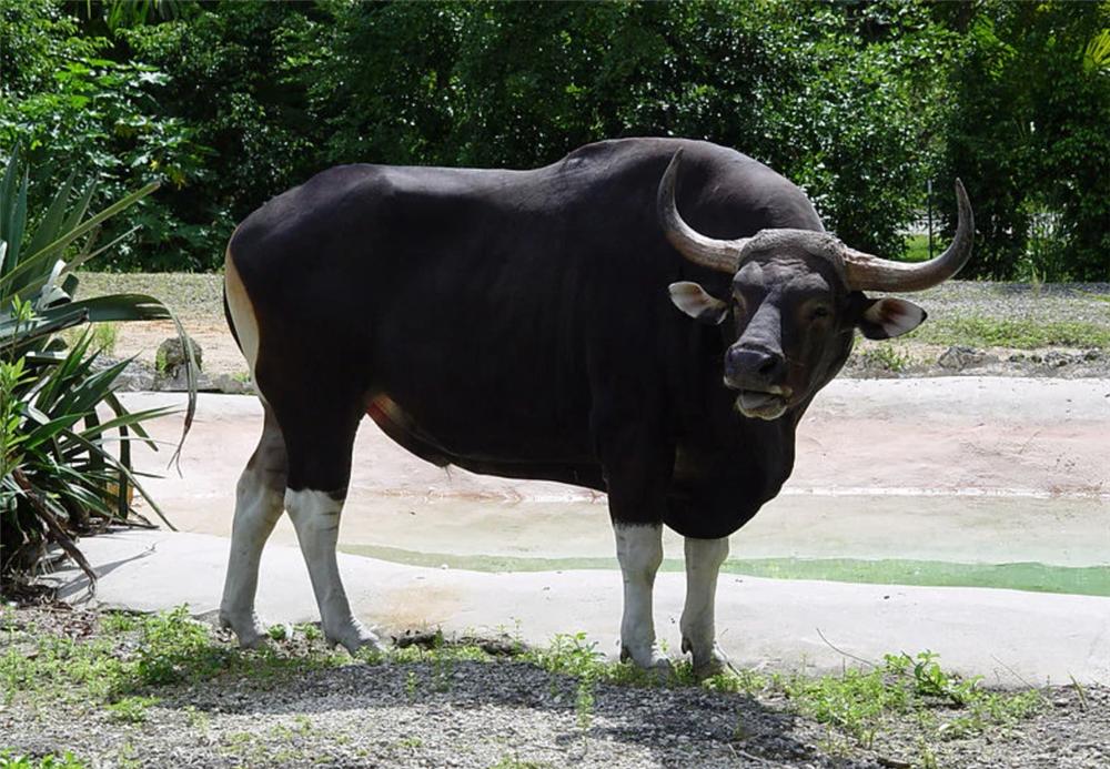 被遗忘的巨兽云南白肢野牛,野生白犀牛灭绝了吗