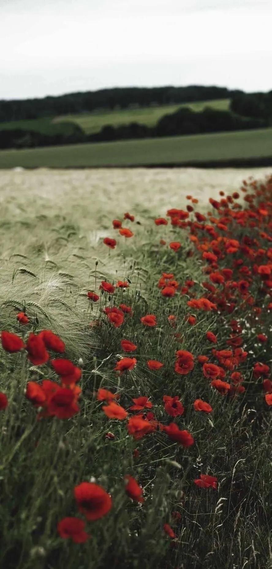 好看的手机壁纸图片,好看的风景图片壁纸